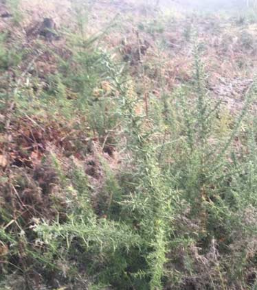 Before Photo: Pine Tree Swallowed By Gorse